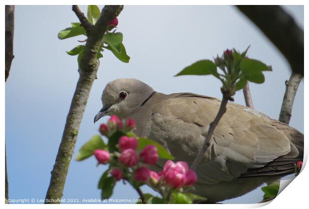 Dove in a Apple tree Print by Les Schofield