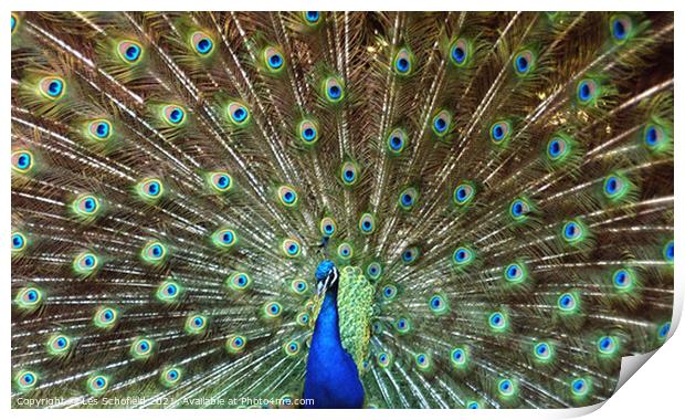 Peacock  Print by Les Schofield