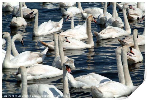 Swans  Print by Les Schofield