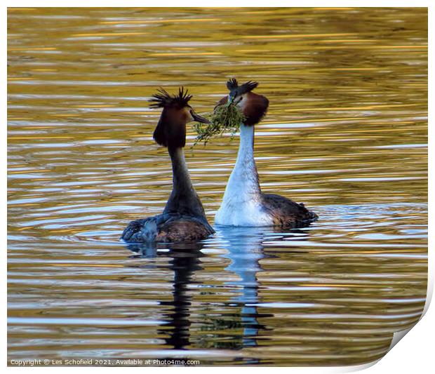 Mating grebes  Print by Les Schofield