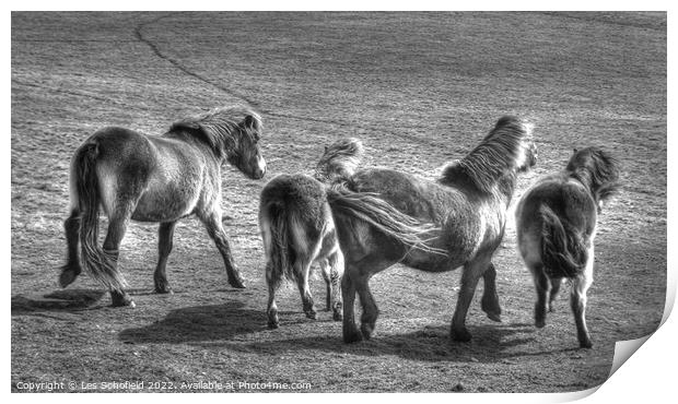 Exmoor Ponies Print by Les Schofield