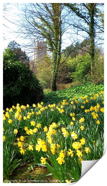 Spring daffodils  Print by Les Schofield