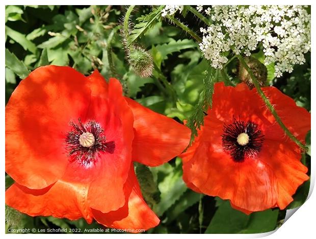Poppies wildflowers  Print by Les Schofield