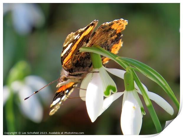 Majestic Red Admiral Butterfly Print by Les Schofield
