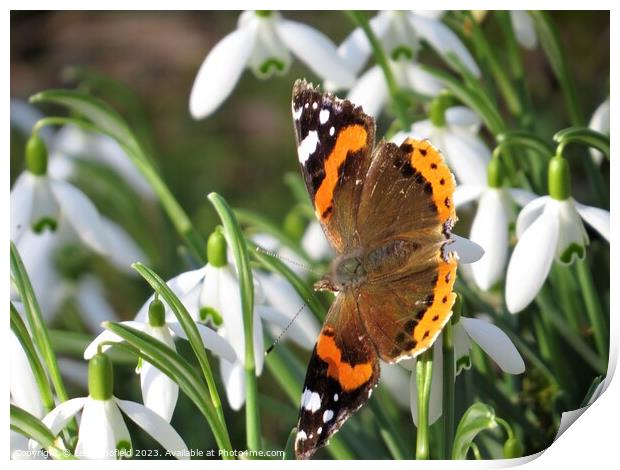 Majestic Red Admiral Print by Les Schofield