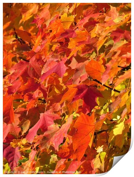 Autumn  leaves Print by Les Schofield