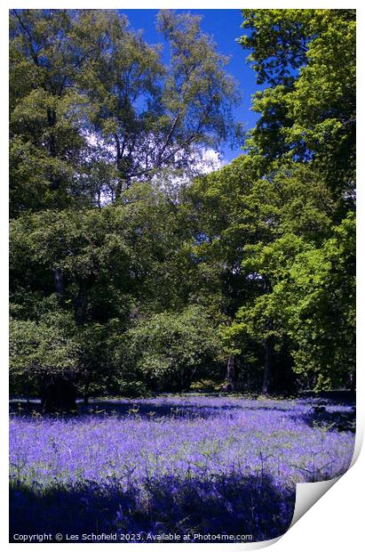 Bluebell Woods Print by Les Schofield