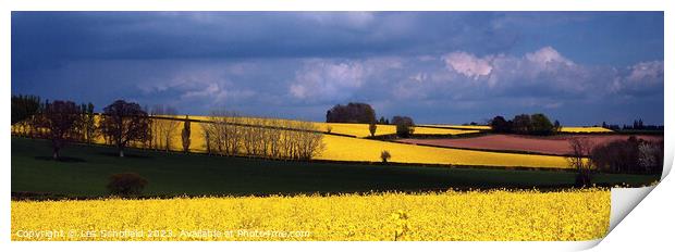 Golden Fields of Devon Print by Les Schofield