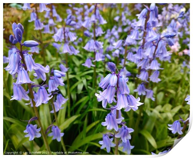 Plant flower Print by Les Schofield