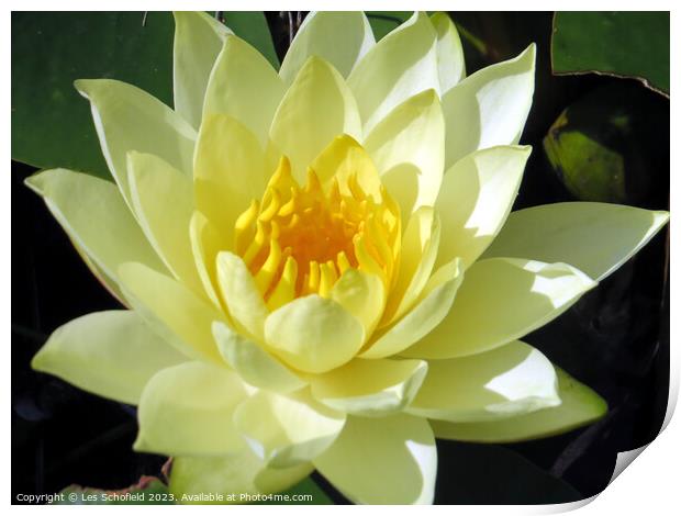 Ethereal Floating Lotus Perfection Print by Les Schofield
