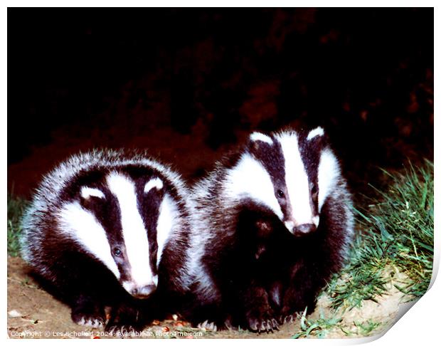 Badgers Print by Les Schofield