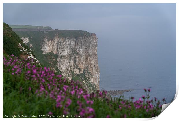Bempton Cliffs and Red Campion Print by Dave Harbon