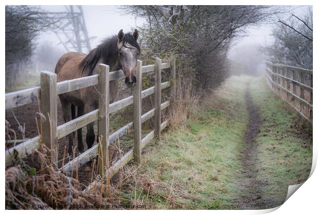 Winters Morning Print by Dave Harbon