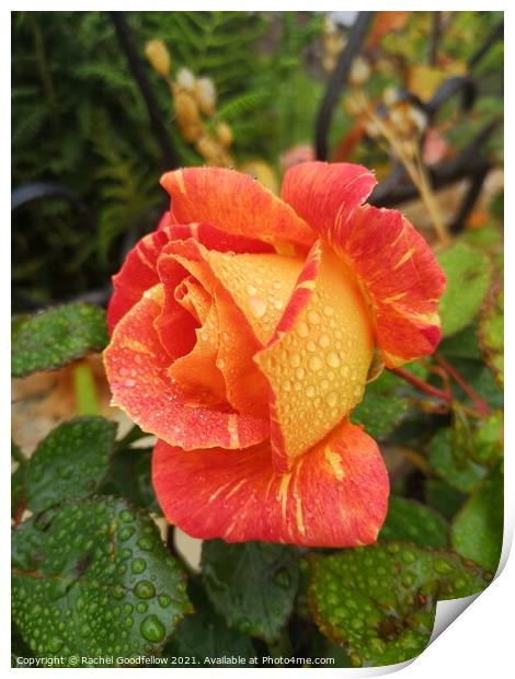 Rose in the Morning Dew Print by Rachel Goodfellow