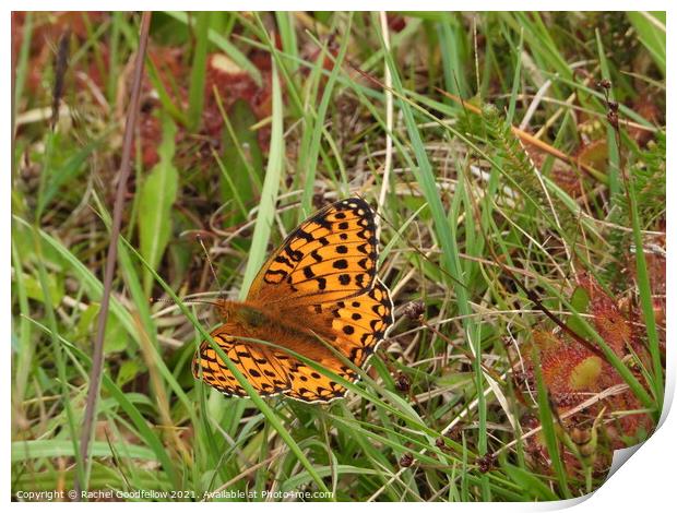 Dark Green Fritillary Butterfly Print by Rachel Goodfellow