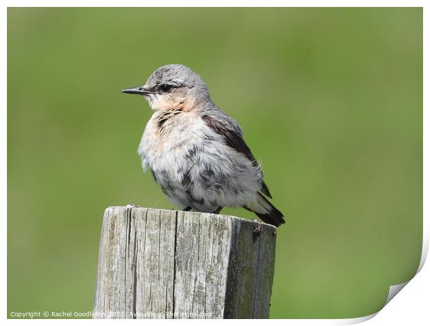 Young Northern Wheatear Print by Rachel Goodfellow