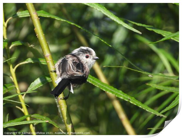 Long-tailed Tit Print by Rachel Goodfellow