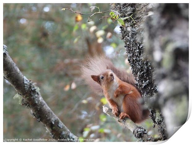 Red squirrel on a branch Print by Rachel Goodfellow