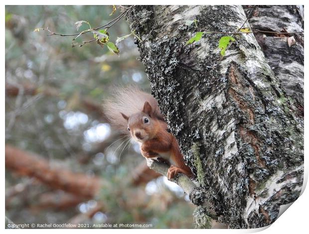 A squirrel on a branch Print by Rachel Goodfellow