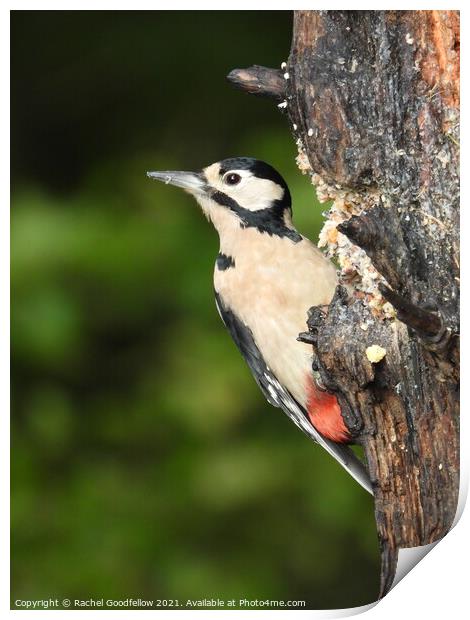 Woodpecker Print by Rachel Goodfellow