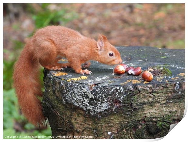 Snacking Squirrel  Print by Rachel Goodfellow