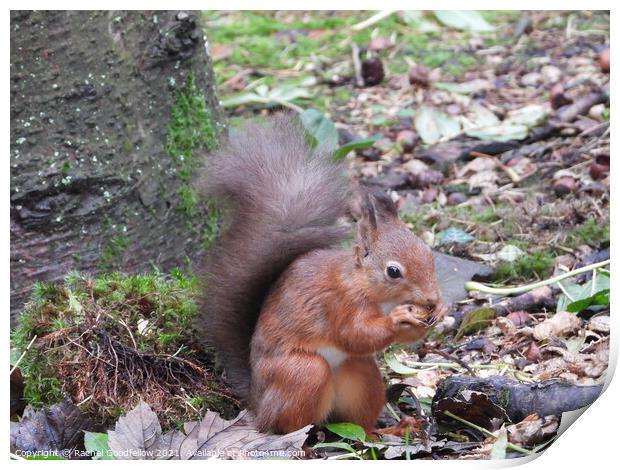 Red Squirrel Print by Rachel Goodfellow
