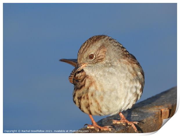 Dunnock on the fence Print by Rachel Goodfellow