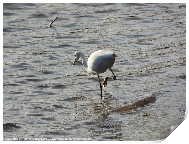 Egret in the Caldew Print by Rachel Goodfellow