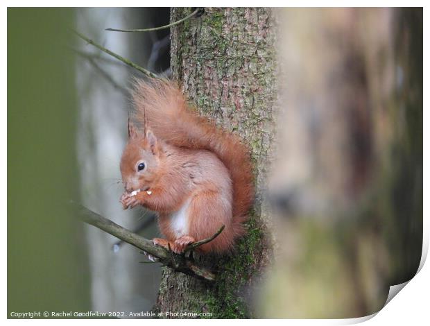 Squirrel in a tree Print by Rachel Goodfellow