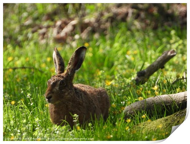 Hare in the woods Print by Rachel Goodfellow