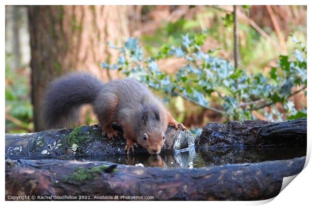 Drinking Squirrel Print by Rachel Goodfellow