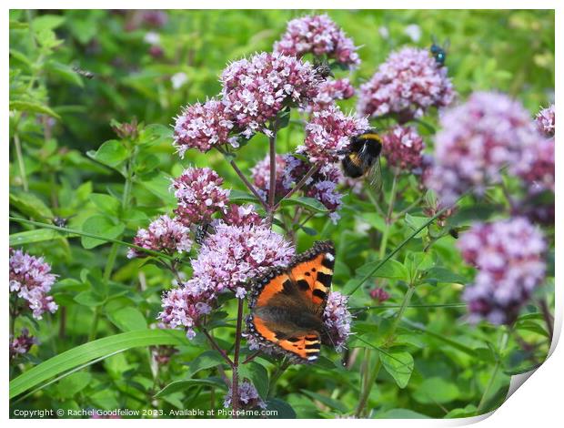 Small Tortoiseshell Butterfly  Print by Rachel Goodfellow