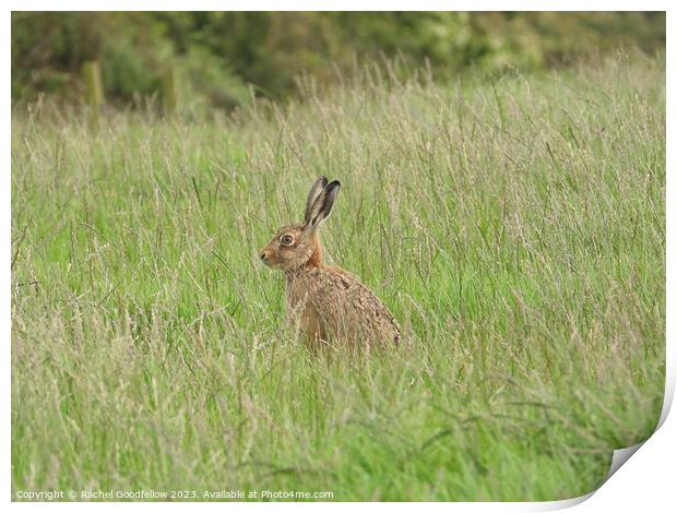 Hare in the grass Print by Rachel Goodfellow