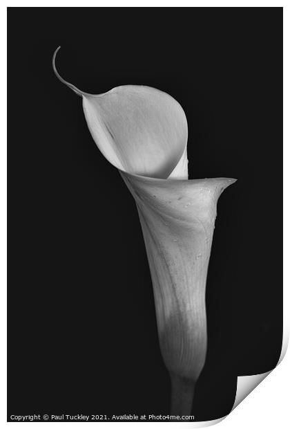 Isolated Lily - 1  Print by Paul Tuckley