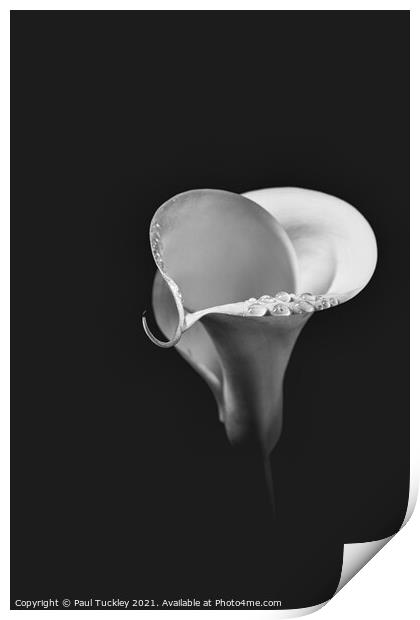 Isolated Lily - 5  Print by Paul Tuckley