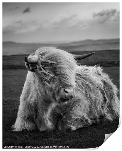 Highland Cow  Print by Paul Tuckley