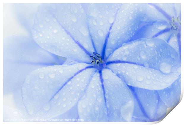 Plumbago Flower with water droplets Print by Paul Tuckley