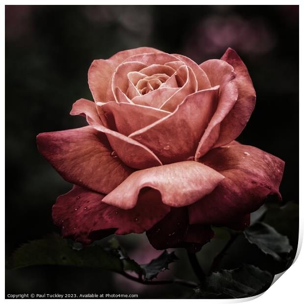 Rose 1  Print by Paul Tuckley
