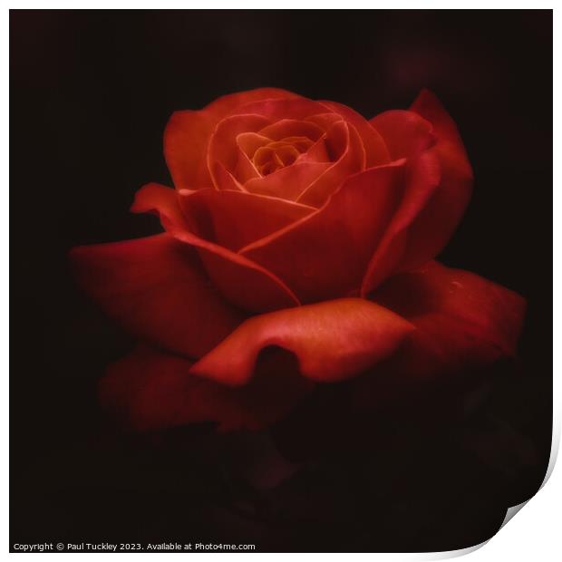 Rose 7 Print by Paul Tuckley
