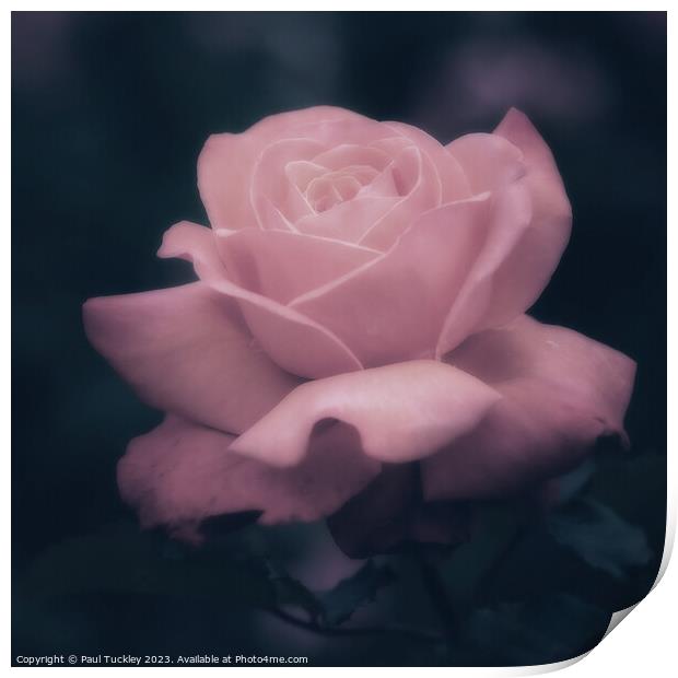 Rose 8 Print by Paul Tuckley