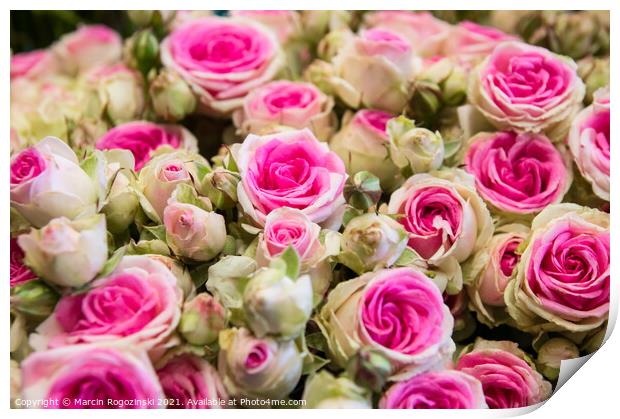 Bouquet of beautiful white and pink bicolor roses Print by Marcin Rogozinski