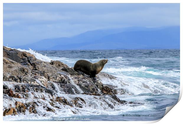Sea Lion resting on Watery Rocks  Print by Kevin Warburton