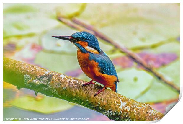 Kingfisher relaxing Print by Kevin Warburton