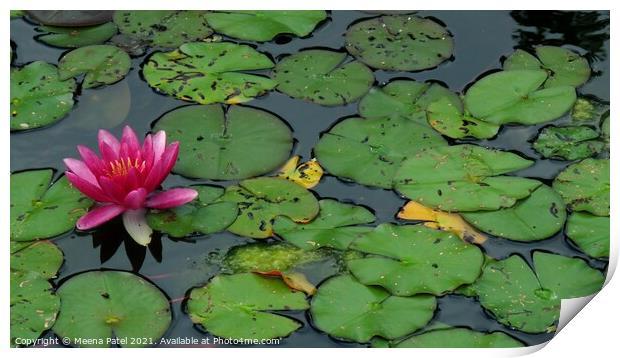 Water Lilly Print by Meena Patel