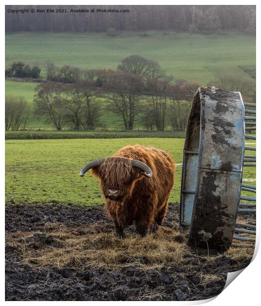 Grazing on a Scottish Farm Print by Ron Ella