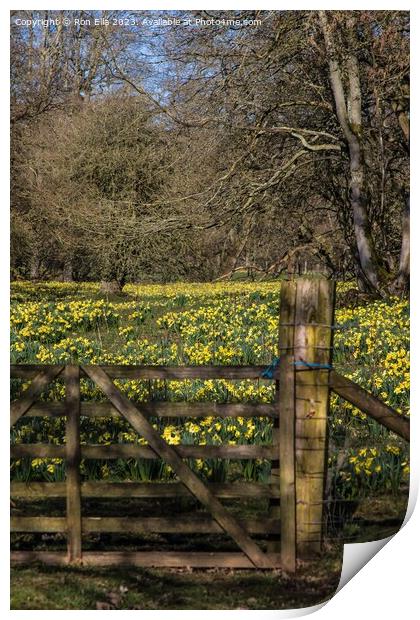 Daffodil Wonderland Print by Ron Ella