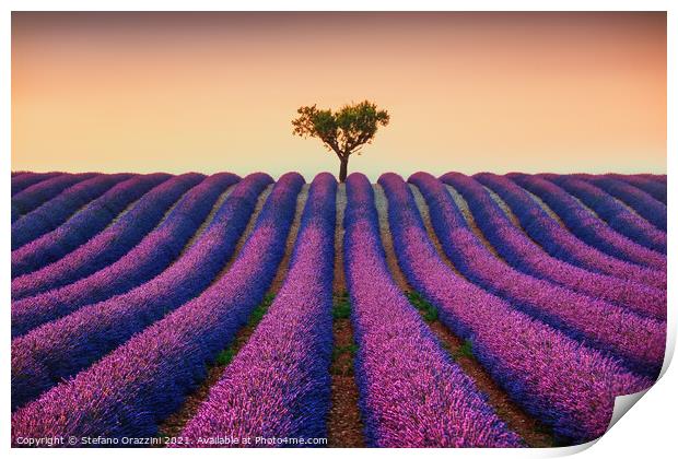 Lavender Fields and Lonely Tree Print by Stefano Orazzini