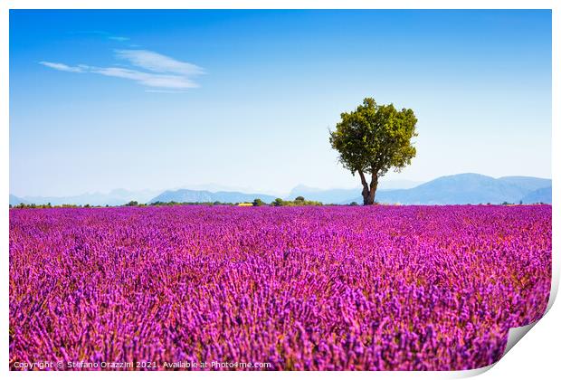 Tree and Lavender Flowers. Provence Print by Stefano Orazzini