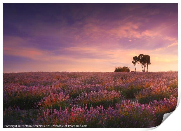 Lavender fields and trees In Tuscany Print by Stefano Orazzini