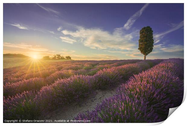 Lavender fields and cypress tree at sunset. Tuscany Print by Stefano Orazzini